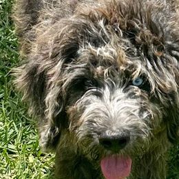 Gucci - Blue merle Aussiedoodle puppy in Martin County, Florida from Biggie Ranch