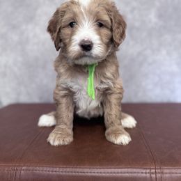 Bailey's Green Male - Apricot male Goldendoodle puppy in Piedmont, South Carolina from The Farm at Saluda Ridge
