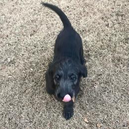 Dasher - Black male Labradoodle puppy in Monticello, Georgia from Daylin’s Doodles & Labradors