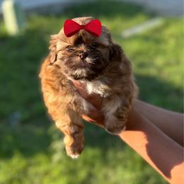 Girl 4 - Red female Shih Tzu puppy in Seguin, Texas from Dolled Up Shih Tzus