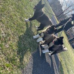 Akita Puppies from TLC Akitas