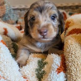 Clover - Chocolate and cream female Dachshund puppy in Grants Pass, Oregon from Redwood Dachshunds
