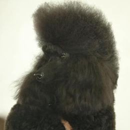 Poodle All Grown Up from Keri Standard and Miniature Poodles