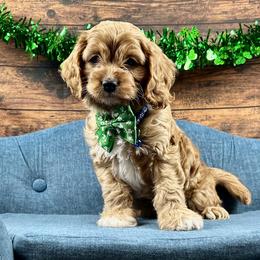 Gus Gus - Red male Cavapoo puppy in Lancaster, Missouri from Cavapoo Acres