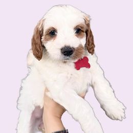 Chi - Blenheim Cavapoo puppy in Miami, Florida from 305.doods