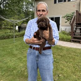 Labrador Retriever Puppies from Rose Gold Retrievers