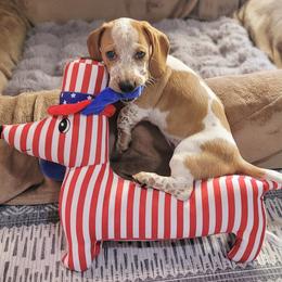 Filya - Piebald male Dachshund puppy in Meridian, Idaho from Lucy’s Dachshund Home