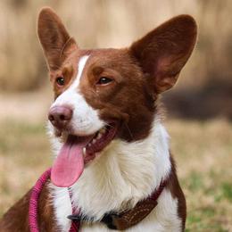 Yoshi - Liver and white male Cardigan Welsh Corgi puppy in Dade City, Florida from Red White & Bluie Corgi
