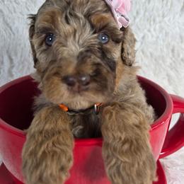 Sundance - Brown merle female Aussiedoodle puppy in Haleyville, Alabama from The Cuddly Dood Ranch