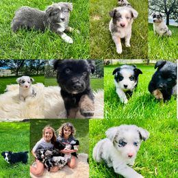 Australian Shepherd, Miniature Australian Shepherd, and Toy Australian Shepherd Puppies from V5 Mini Aussies