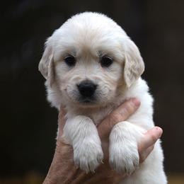 Juliet - Light golden female Golden Retriever puppy in Hagerstown, Maryland from Pinewood Acres Goldens