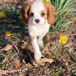 Cavalier King Charles Spaniel Puppies from Strawberry Hill Cavaliers