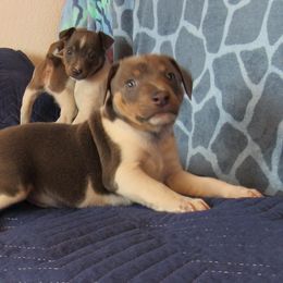 Rat Terrier Puppies from Dynamite Rat Terriers