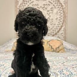 Jubilee - Black female Goldendoodle puppy in Macclenny, Florida from Davis's Doodles
