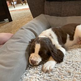 English Springer Spaniel Puppies from Timothy Naylor