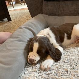 English Springer Spaniel Puppies from Timothy Naylor