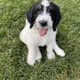 Bernedoodle Puppies from Sunset Family Farm