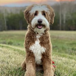 Josie - Goldendoodle