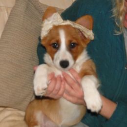 Cardigan Welsh Corgi and Great Dane Puppies from Red Oak Farm and Kennel