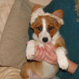 Cardigan Welsh Corgi and Great Dane Puppies from Red Oak Farm and Kennel