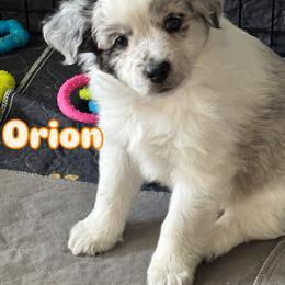 Orion - Blue merle male Miniature Australian Shepherd puppy in Valrico, Florida from Storybook Den Mini Aussies