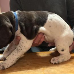 Boy 4 - Black and white male German Shorthaired Pointer puppy in Topeka, Kansas from Autumn Prairie Kennel