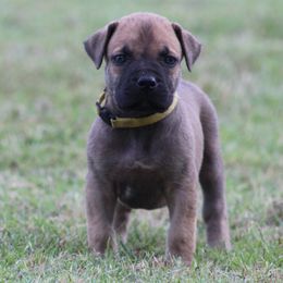 Yellow - Brown female Boerboel puppy in Shawnee, Oklahoma from TXT Boerboels