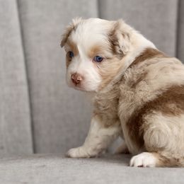 Australian Shepherd, Miniature American Shepherd, Miniature Australian Shepherd, and Toy Australian Shepherd Puppies from Painted Blue Aussies