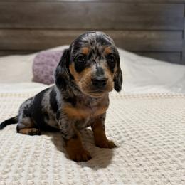 Black and tan dapple boy 3 - Dapple male Dachshund puppy in Defuniak Springs, Florida from Anastasia Knight's Cocker Spaniels