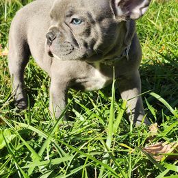 French Bulldog puppies from Sun City Kennels