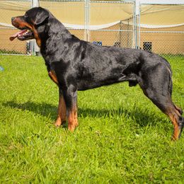 King - Rottweiler