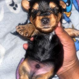Porky 2000 - Black and tan male Yorkshire Terrier puppy in Gastonia, North Carolina from Banks Dynasty Kennel