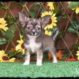 Voss - Black sabled fawn male Chihuahua puppy in Demorest, Georgia from Sourpatch Chihuahuas