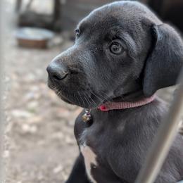 Galadriel - Blue female Great Dane puppy in Citra, Florida from AEW Farm