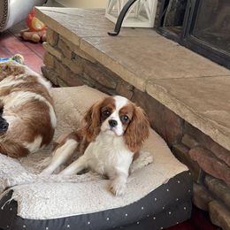 Cavalier King Charles Spaniel Puppies from Whiteriver Cavaliers