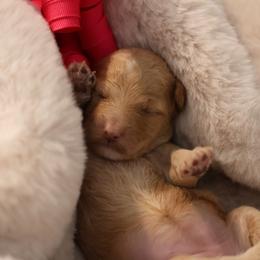 India - Apricot female Goldendoodle puppy in Forney, Texas from Diamond Doodle Pups and Poodles