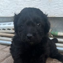 Girl 3 - Aussiedoodle puppy in Sandy, Oregon from MC Doodles