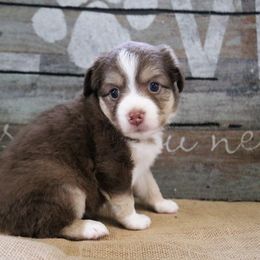 Miniature Australian Shepherd Puppies from Bock's Mini Aussies