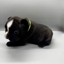 French Bulldog Puppies from DREYCs Frenchies