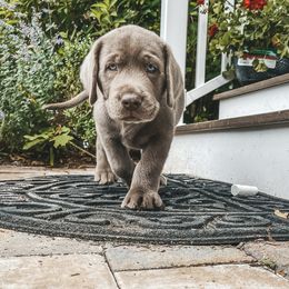 Dilute Retriever and Labrador Retriever Puppies from South Shore Labradors