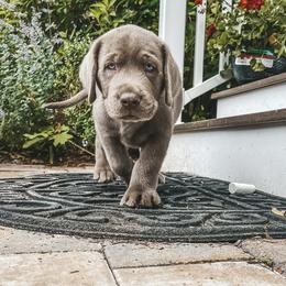 Dilute Retriever and Labrador Retriever Puppies from South Shore Labradors