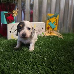 Plum - Piebald female Dachshund puppy in Fallon, Nevada from TS Dachshunds and Corgis