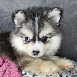 Aussiedoodle, Cavalier King Charles Spaniel, Companion Cross, French Bulldog, Goldendoodle, Morkie, Pomsky, Pug, and Yorkshire Terrier Puppies from We R Puppies