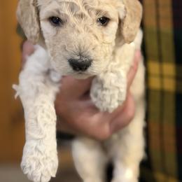 Space - Cream male Poodle puppy in St. Johnsbury, Vermont from Poodles of the Northern Woods