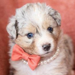 Coral collar - Blue merle female Aussiedoodle puppy in 32046, Florida from River Hill Ranch