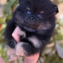 Shelby - Black and tan male Pomeranian puppy in Sacramento, California from M-J’s AKC Breeder of Merit of Show Pomeranians