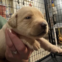 Purple collar - Yellow female Labrador Retriever puppy in Kimbolton, Ohio from Blue Clay Kennels, LLC.