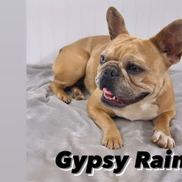 French Bulldogs from 1818 Frenchie