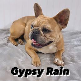 French Bulldogs from 1818 Frenchie