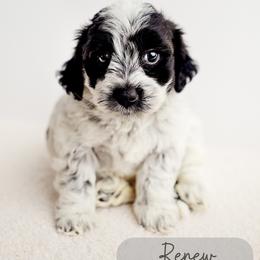Renew - Parti female Goldendoodle puppy in Athens, Alabama from Brewing Doodles